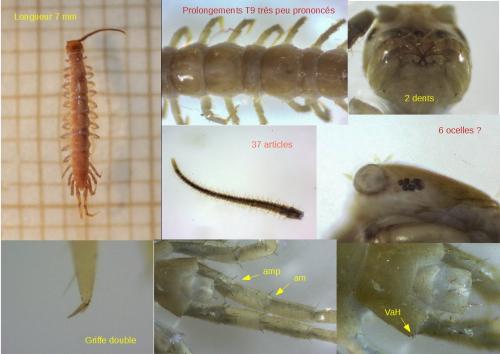 Lithobius agilis